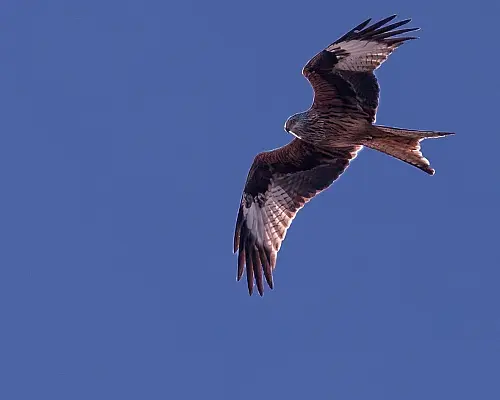 red-kite-and-other-critters